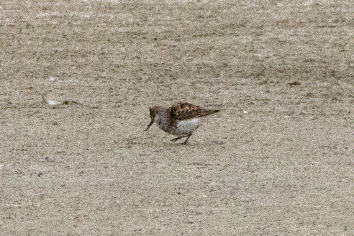 Western Sandpiper - ML622050143