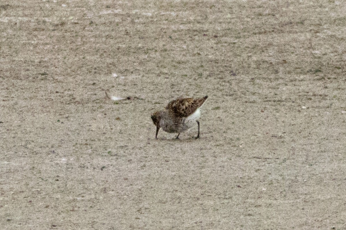 Western Sandpiper - ML622050144