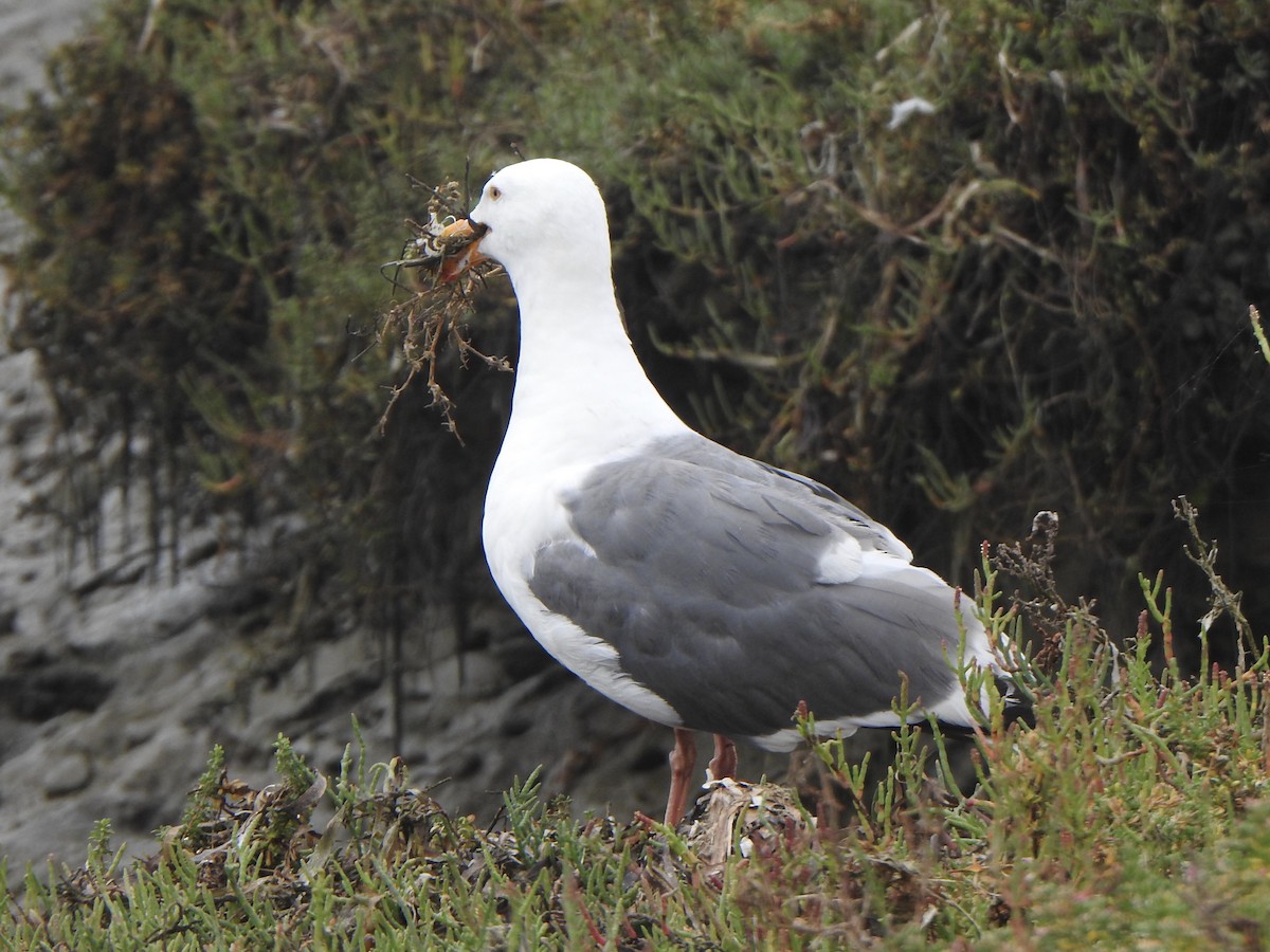 Western Gull - ML622050145