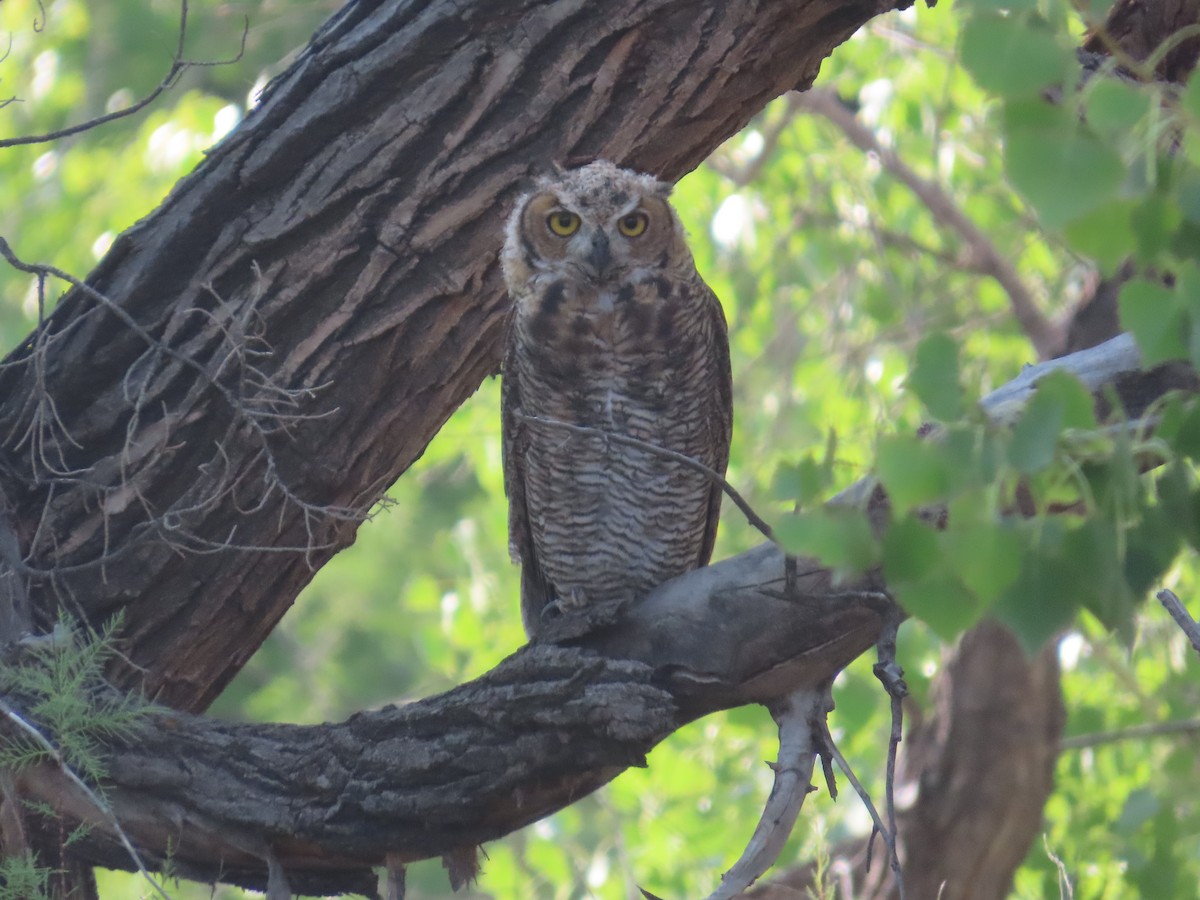 Great Horned Owl - ML622050146