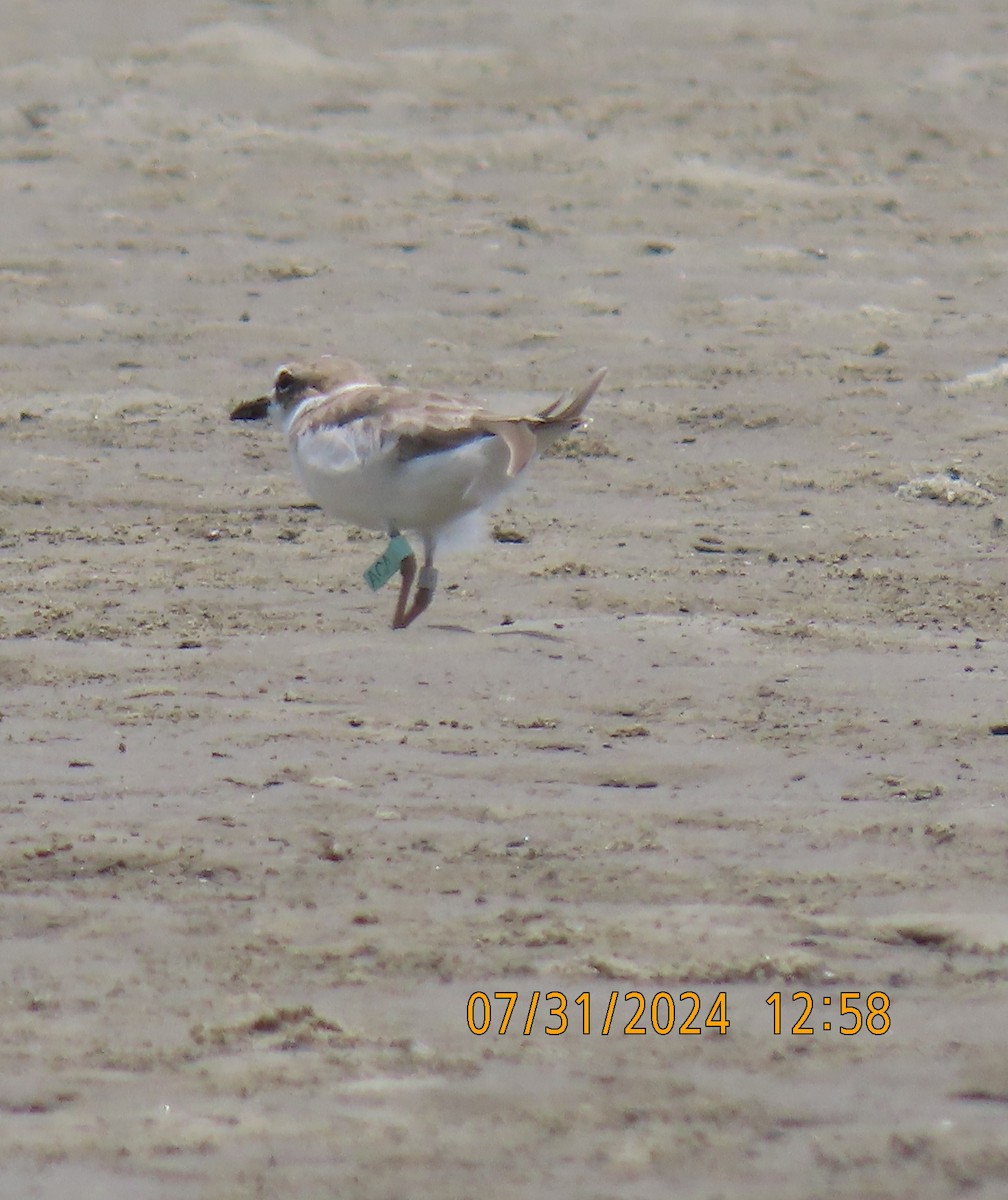 Wilson's Plover - ML622050147