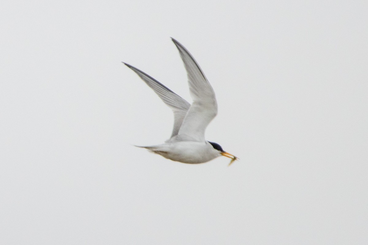 Least Tern - ML622050148