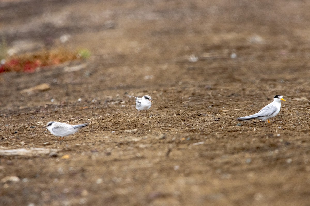 Least Tern - ML622050149