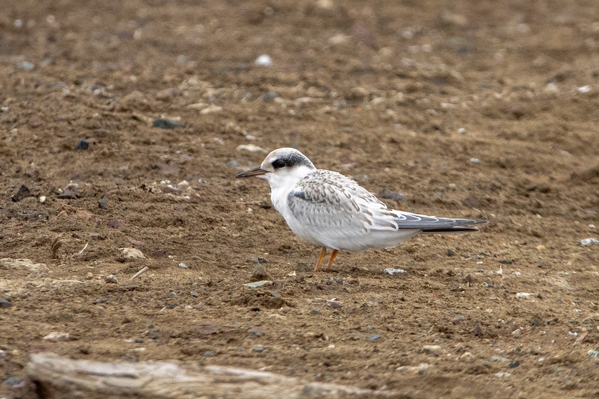 Least Tern - ML622050150