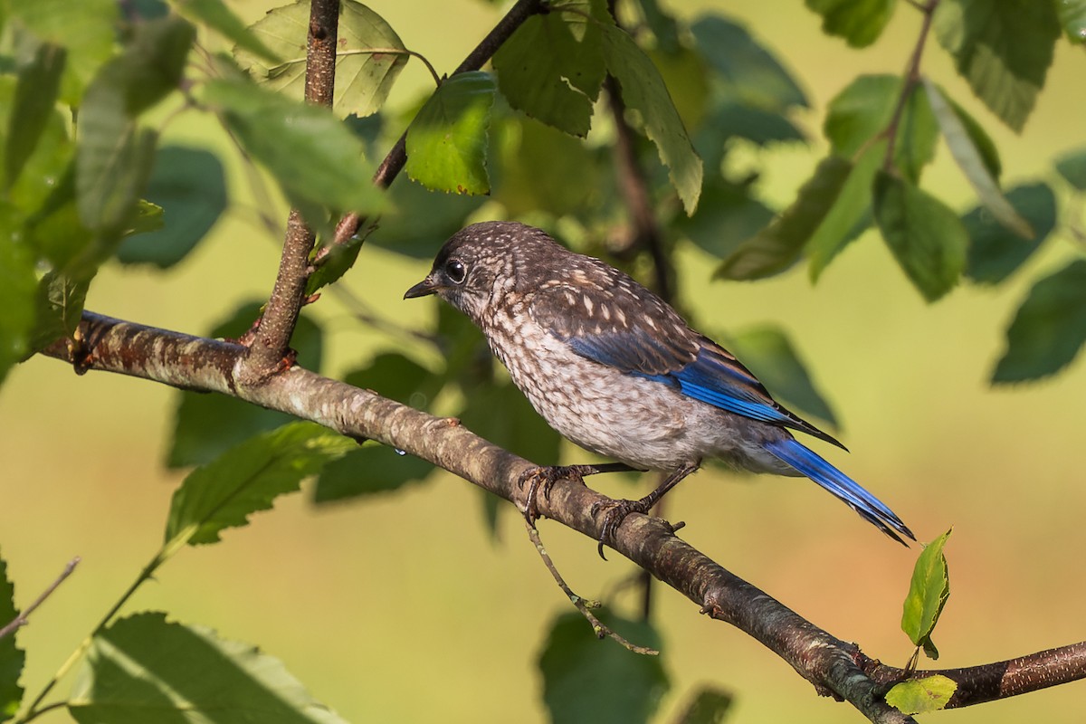 Eastern Bluebird - ML622050151