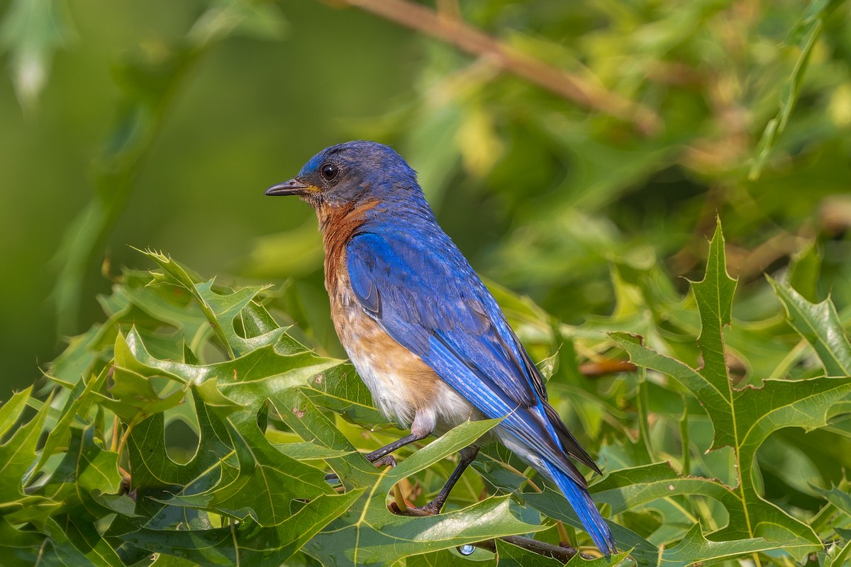 Eastern Bluebird - James Tomasek