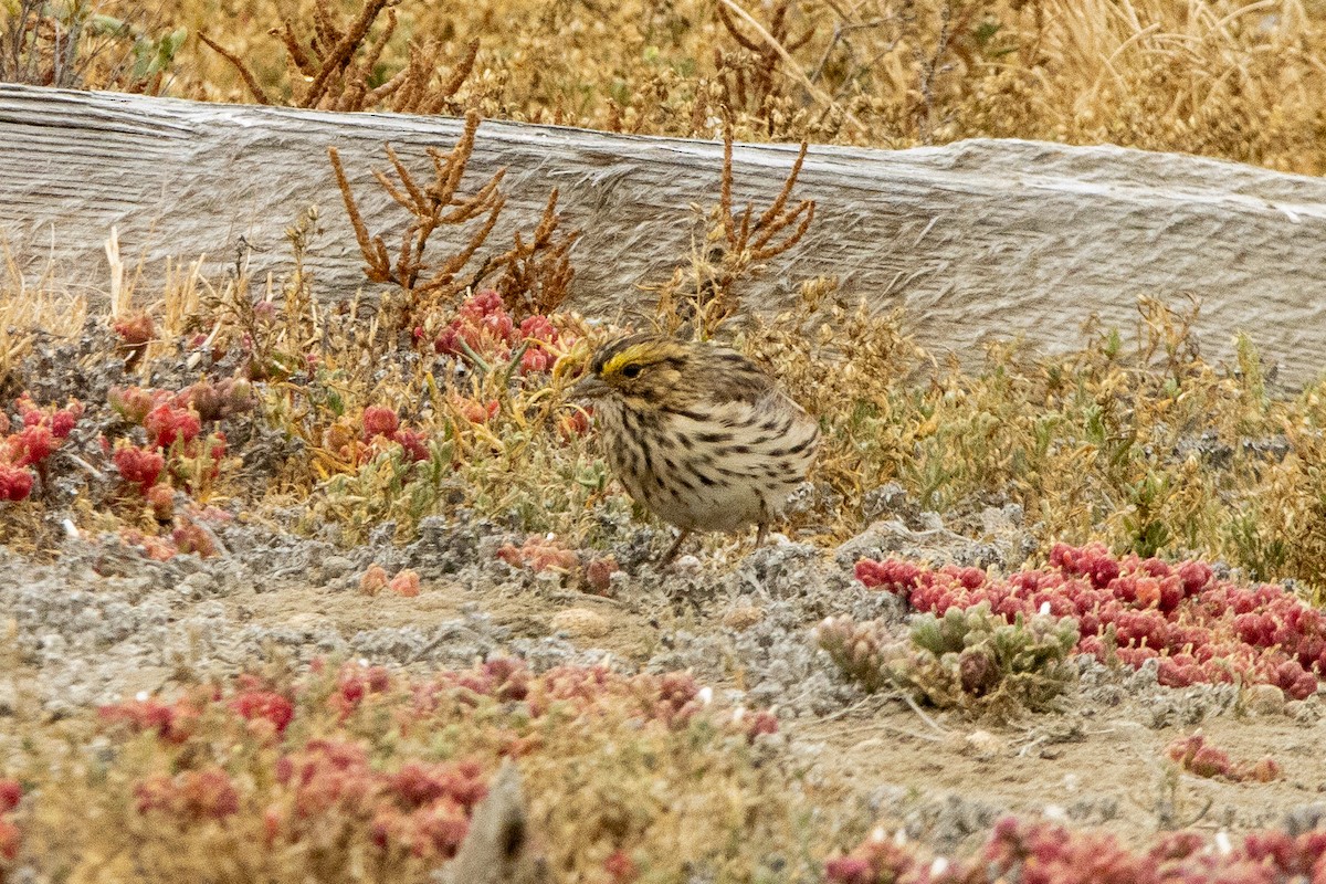 Savannah Sparrow - ML622050153