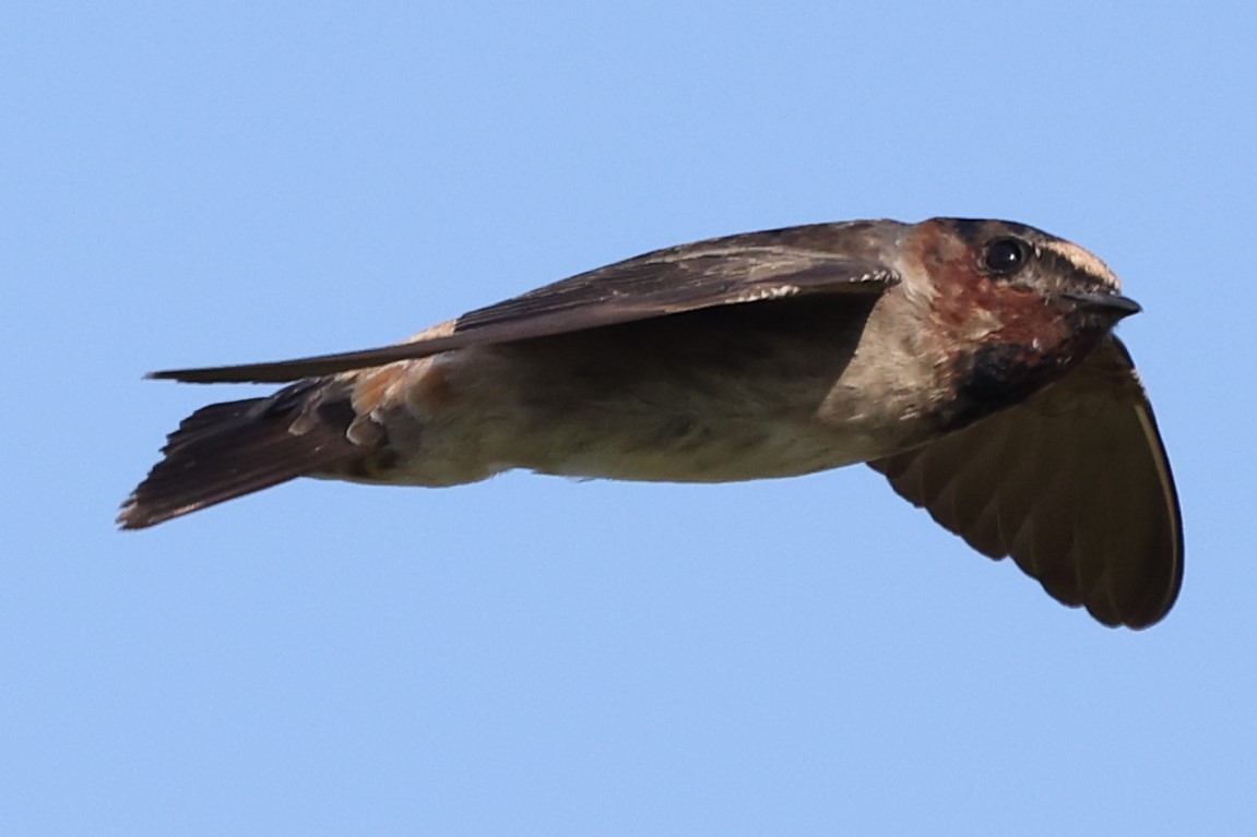 Cliff Swallow - ML622050154