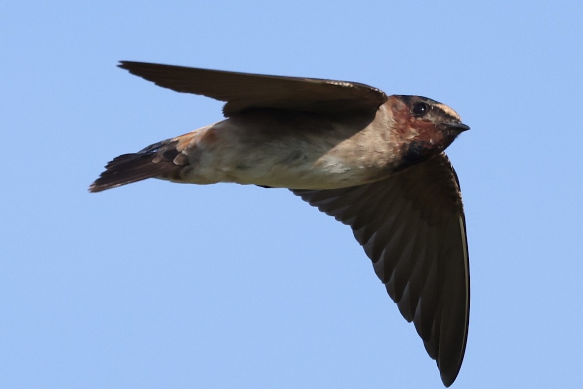 Cliff Swallow - ML622050155