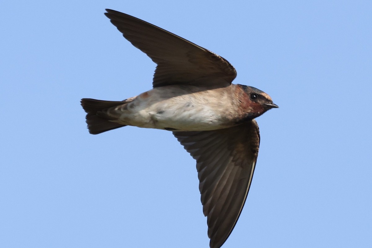 Cliff Swallow - ML622050156