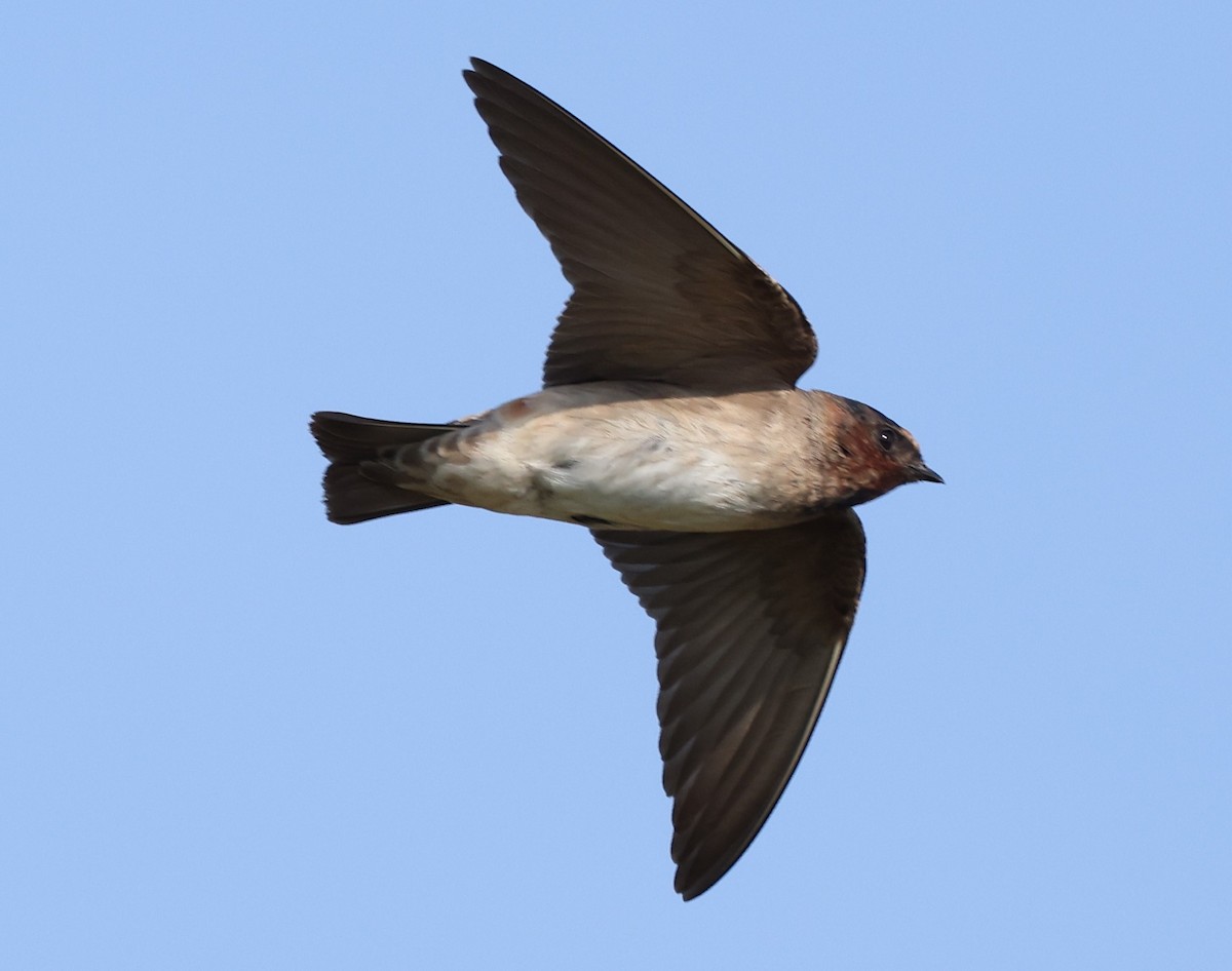 Cliff Swallow - ML622050157