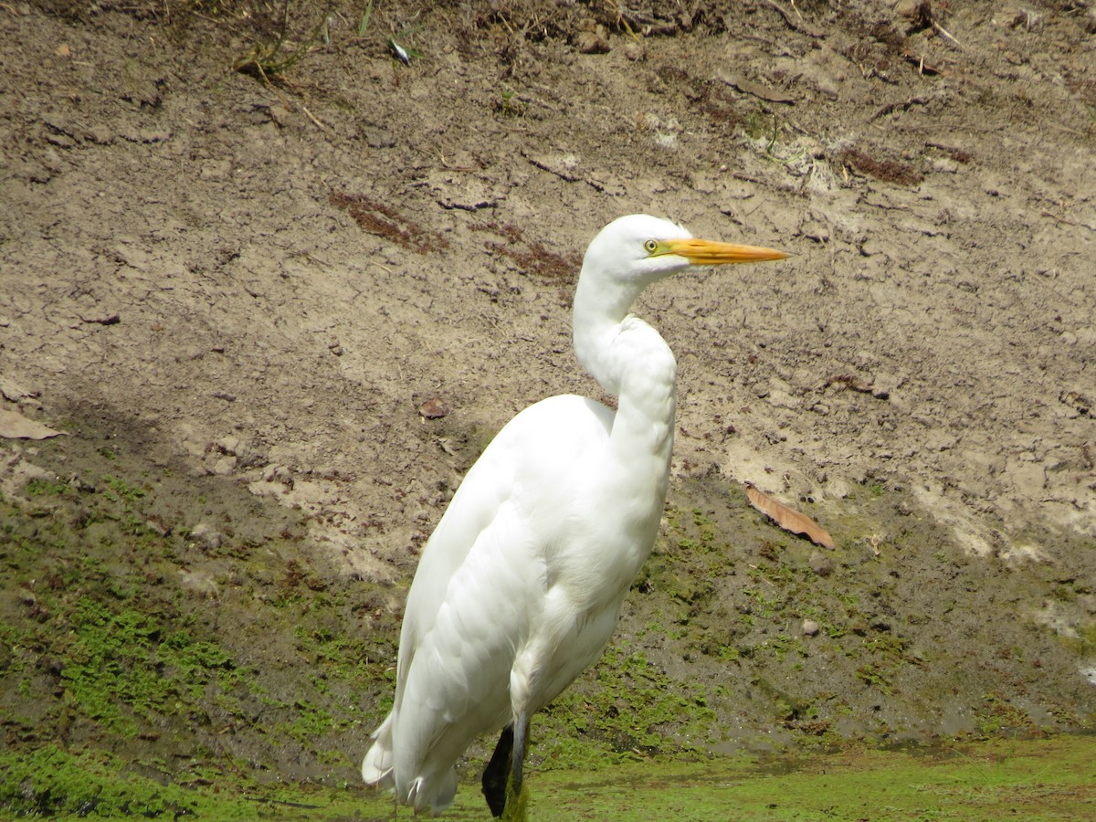 Great Egret - Daniel Hernández Arciniegas