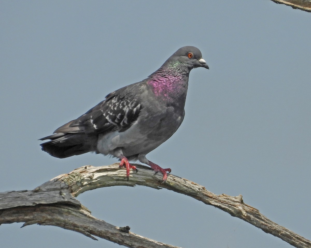 Rock Pigeon (Feral Pigeon) - ML622050180