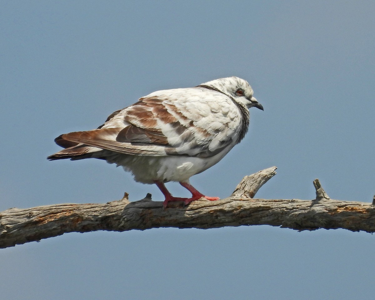 Rock Pigeon (Feral Pigeon) - ML622050217