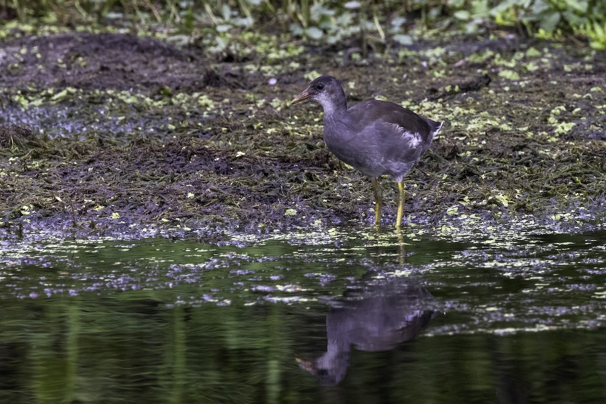 Common Gallinule - Mel Green