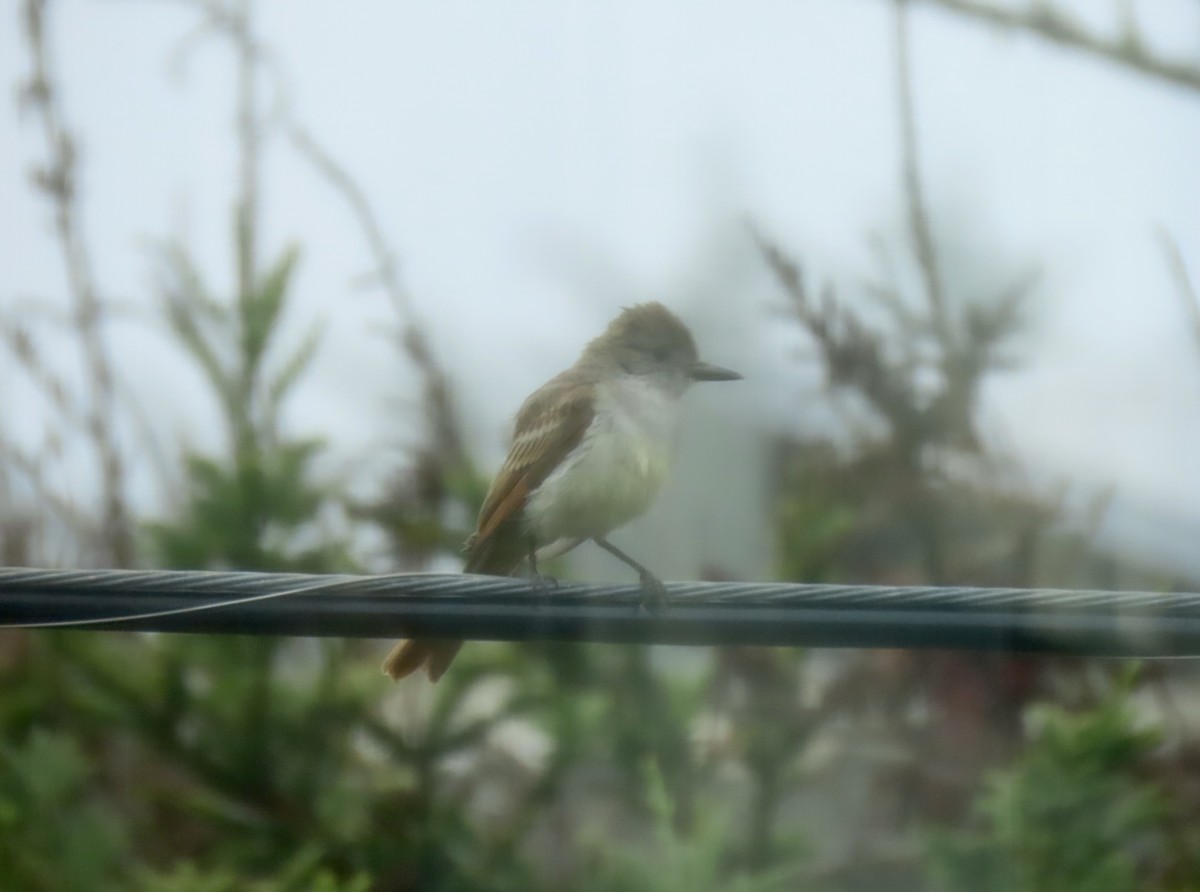 Ash-throated Flycatcher - ML622050232