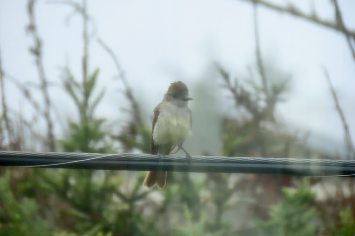 Ash-throated Flycatcher - ML622050233