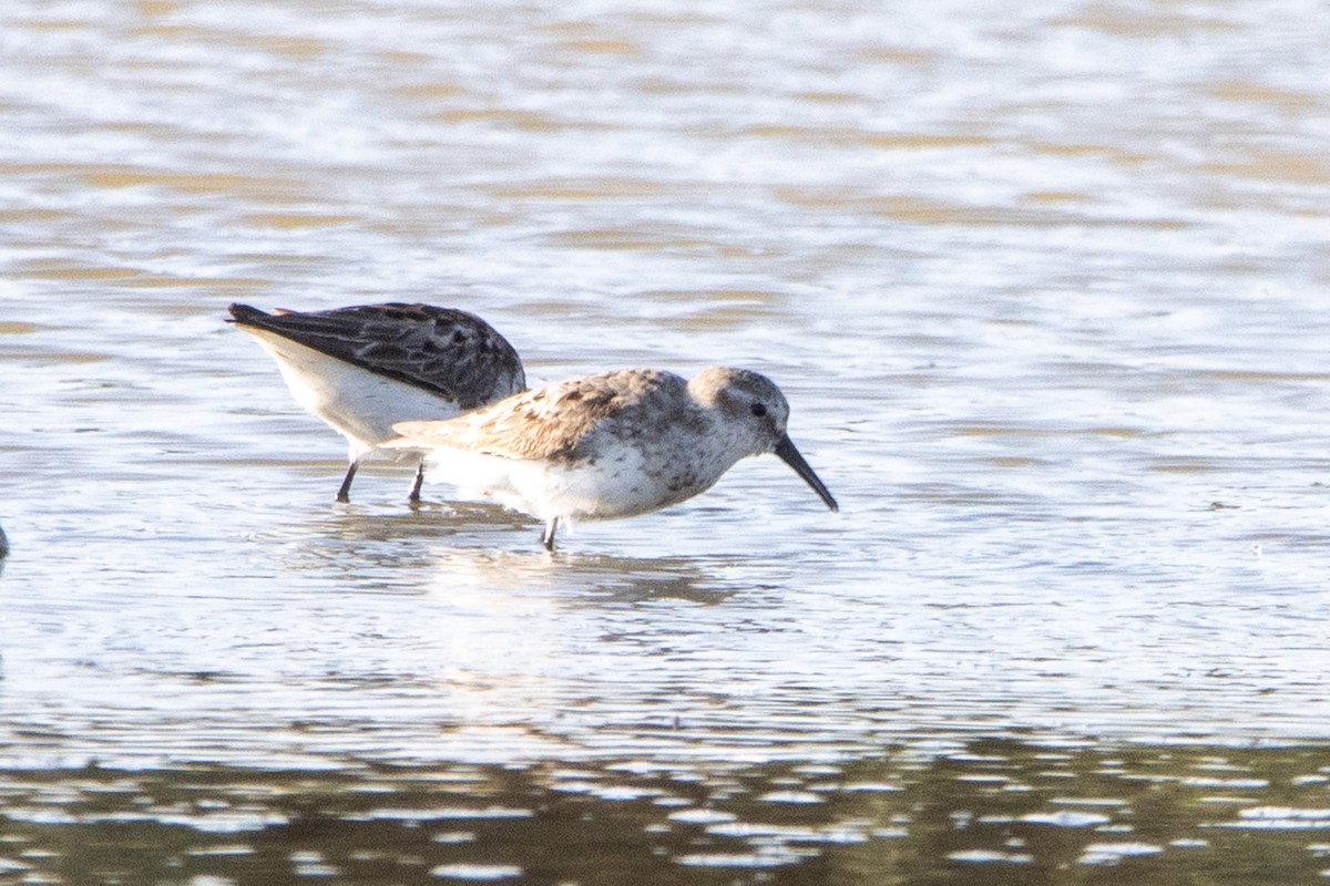 Western Sandpiper - Tristan Yoo