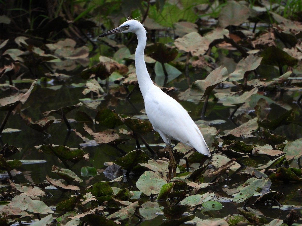 Little Blue Heron - ML622050237