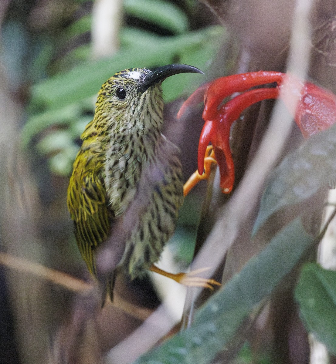 Streaked Spiderhunter - ML622050238