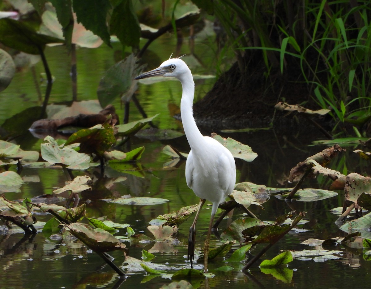 Little Blue Heron - ML622050239