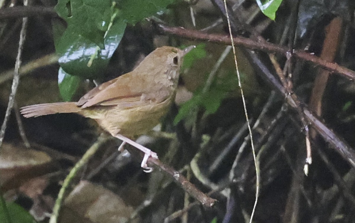 Buff-breasted Babbler - ML622050240