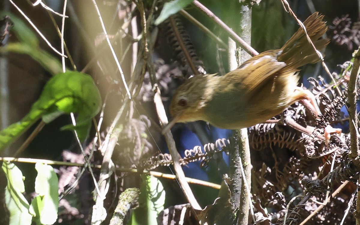 Buff-breasted Babbler - ML622050241