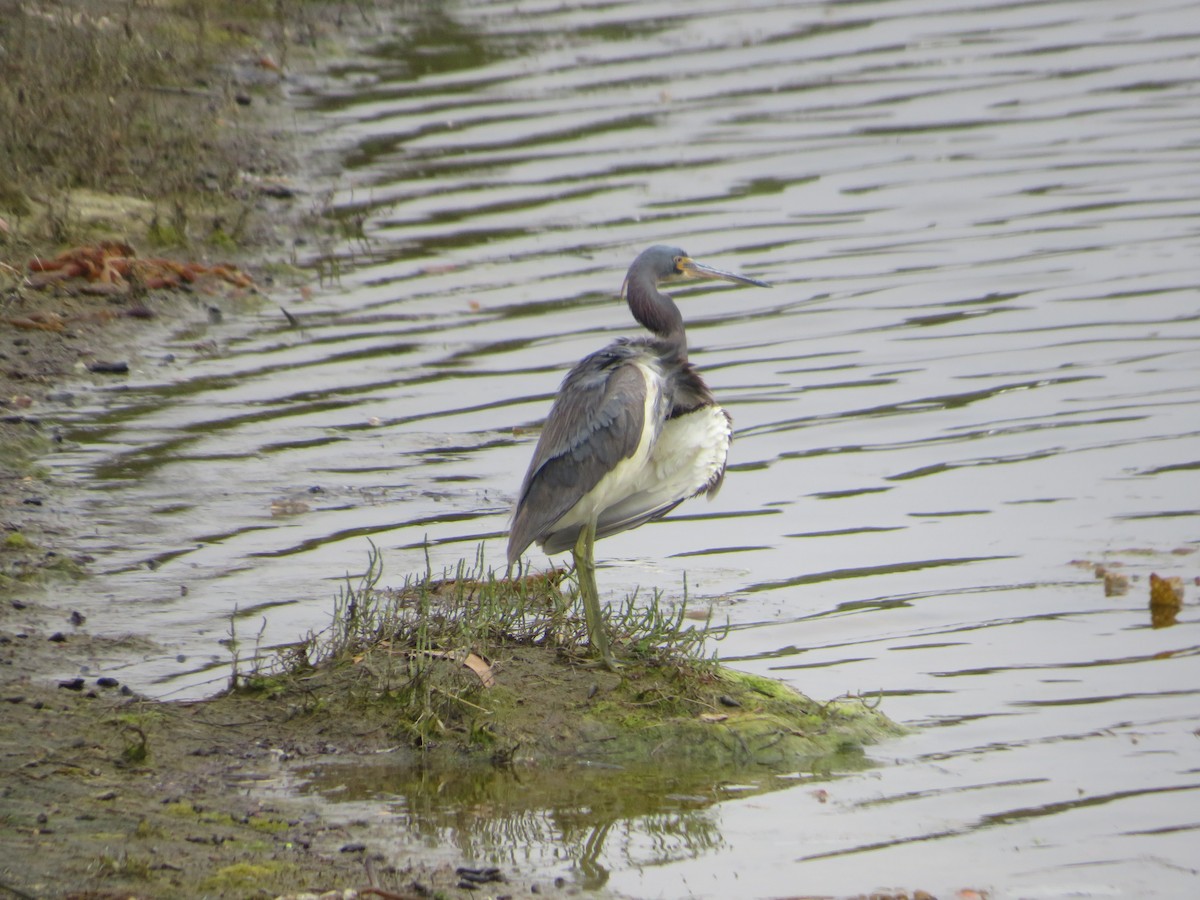 Tricolored Heron - ML622050242