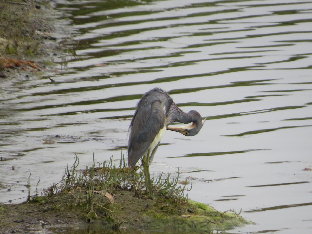 Tricolored Heron - ML622050243