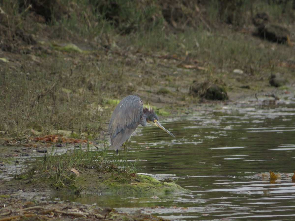 Tricolored Heron - ML622050244