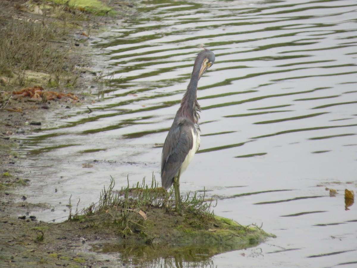 Tricolored Heron - ML622050245