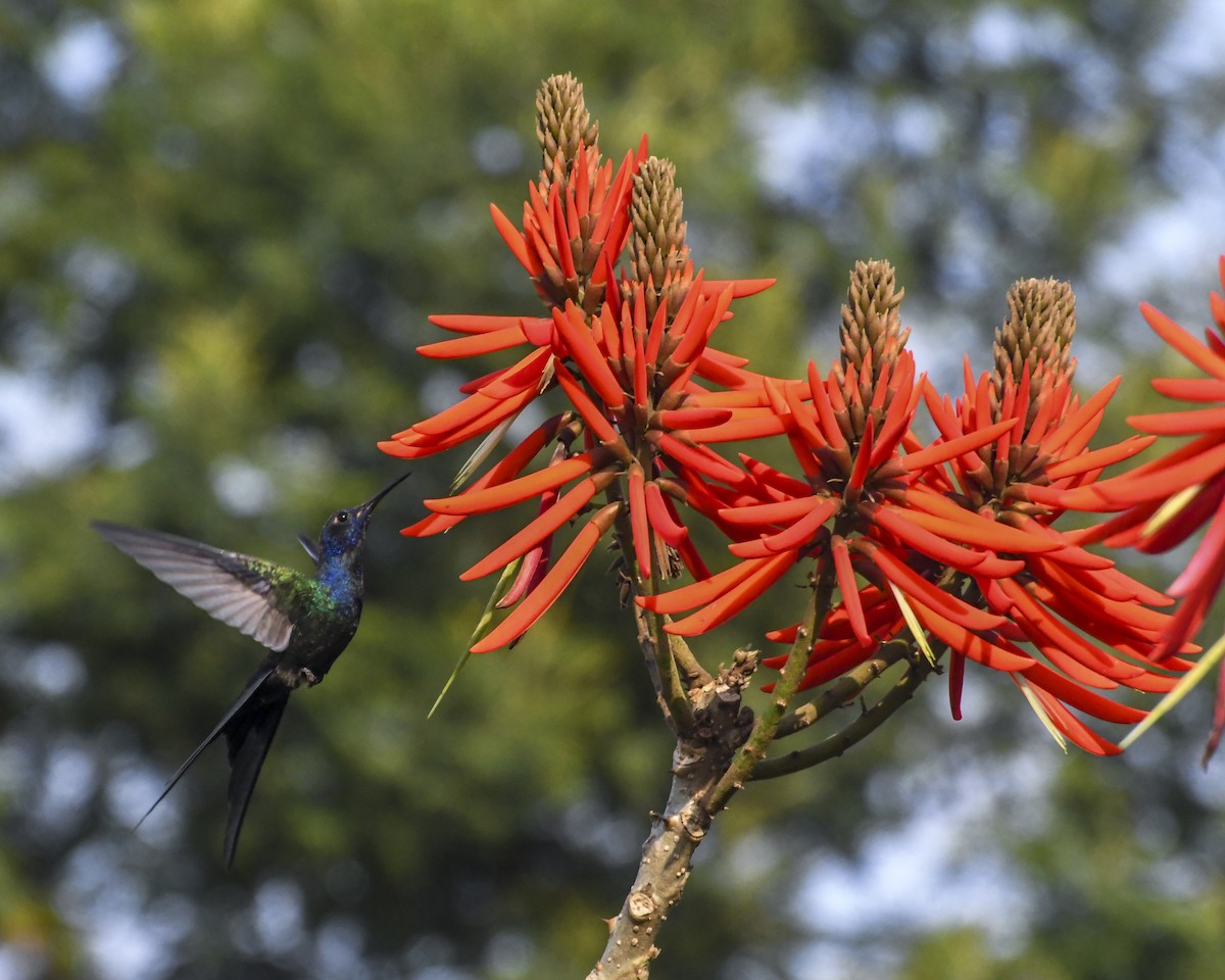 Swallow-tailed Hummingbird - ML622050246