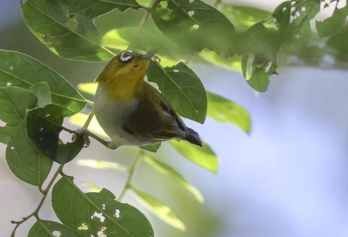 Hume's White-eye - ML622050247