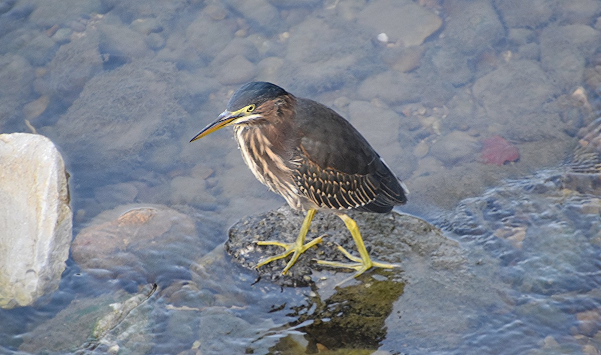 Green Heron - Scott Jackson