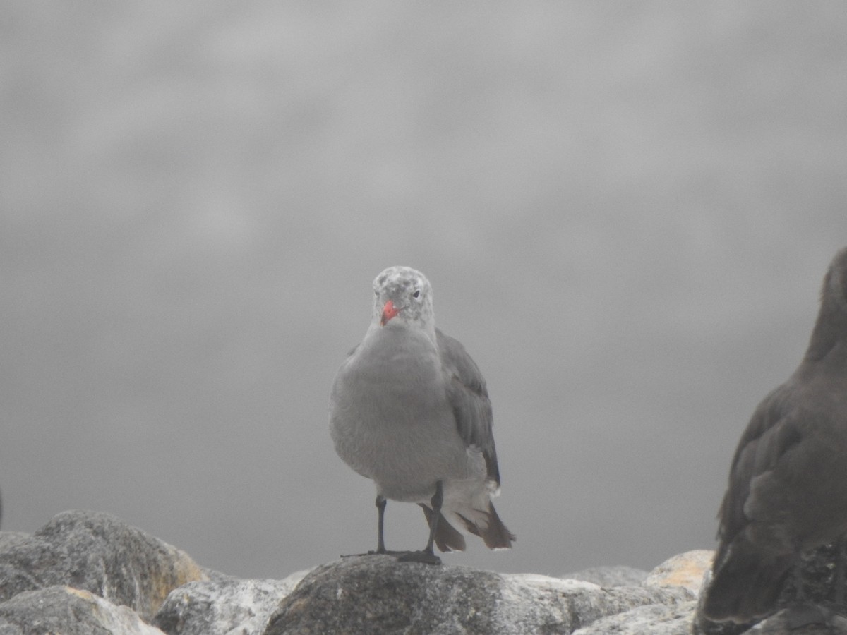 Heermann's Gull - ML622050250