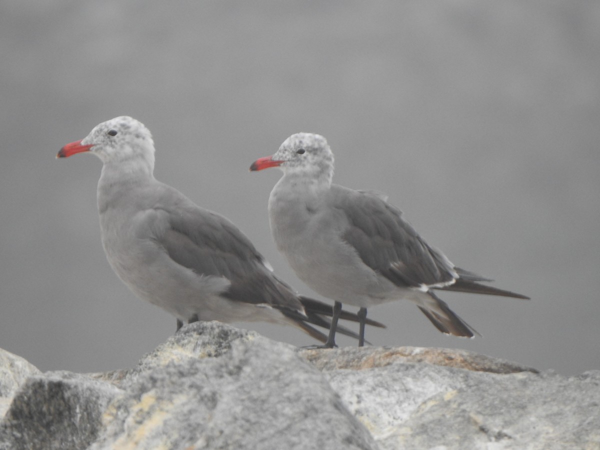 Heermann's Gull - ML622050251