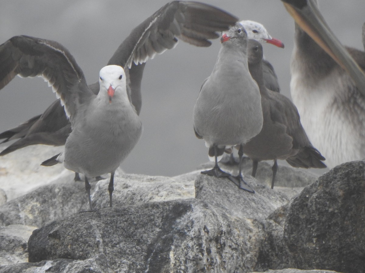 Heermann's Gull - ML622050252