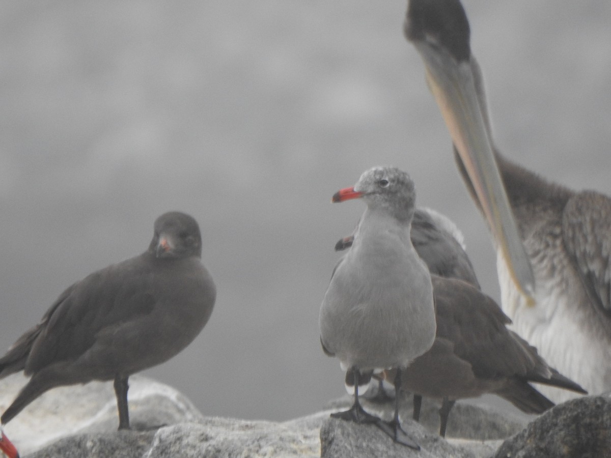 Heermann's Gull - ML622050253