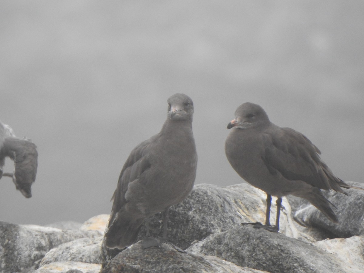 Heermann's Gull - ML622050254