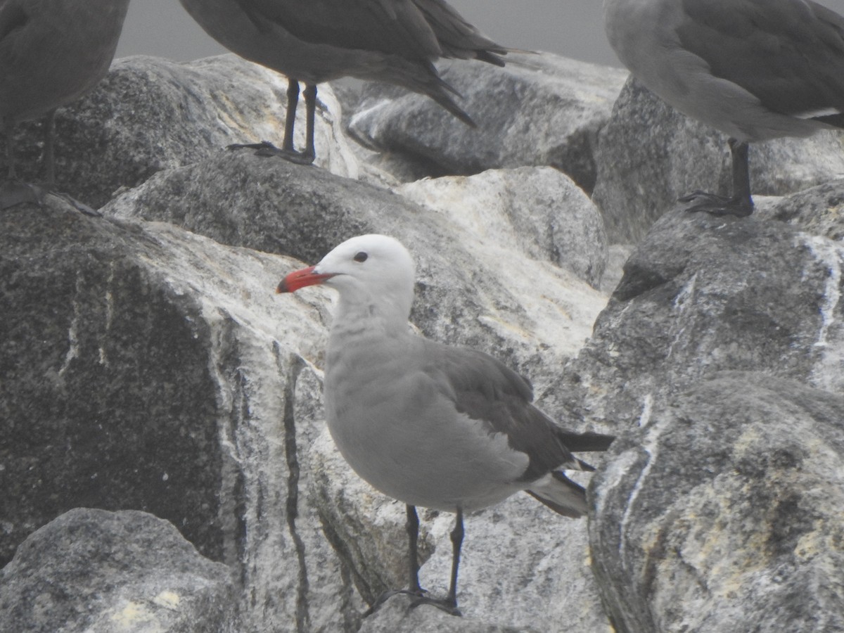 Heermann's Gull - ML622050255