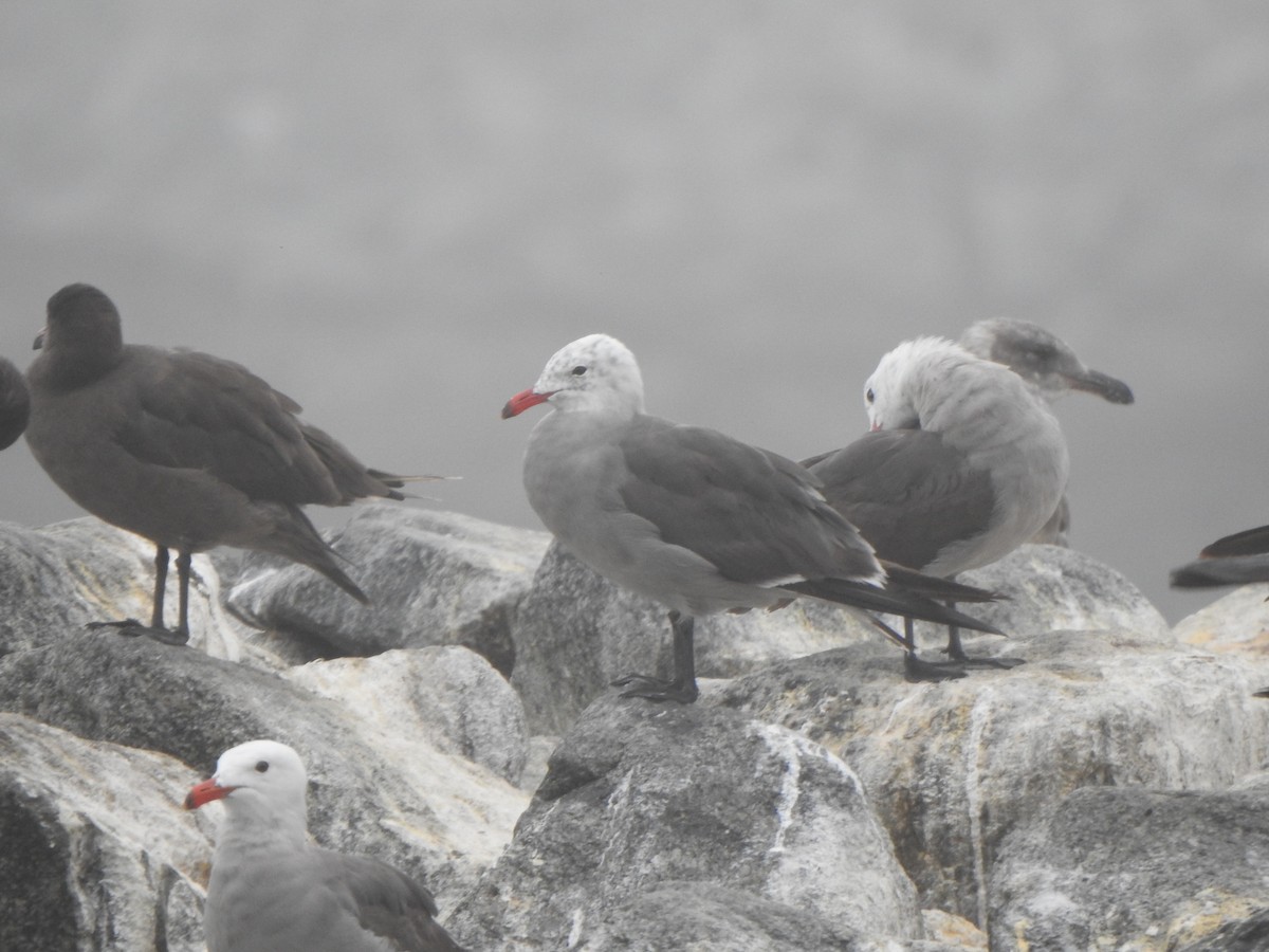 Heermann's Gull - ML622050256