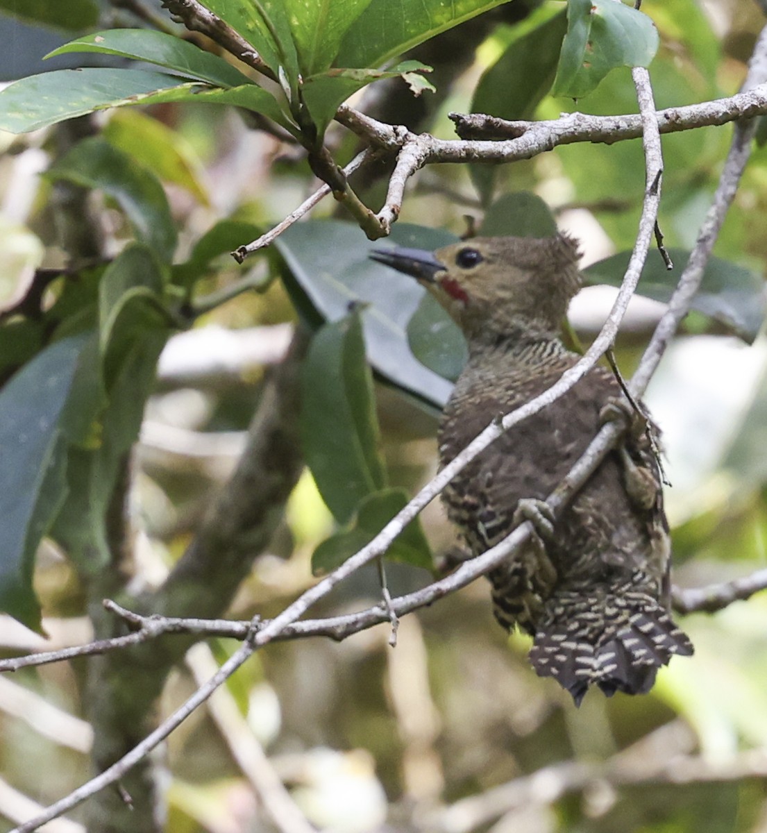 Buff-rumped Woodpecker - ML622050257