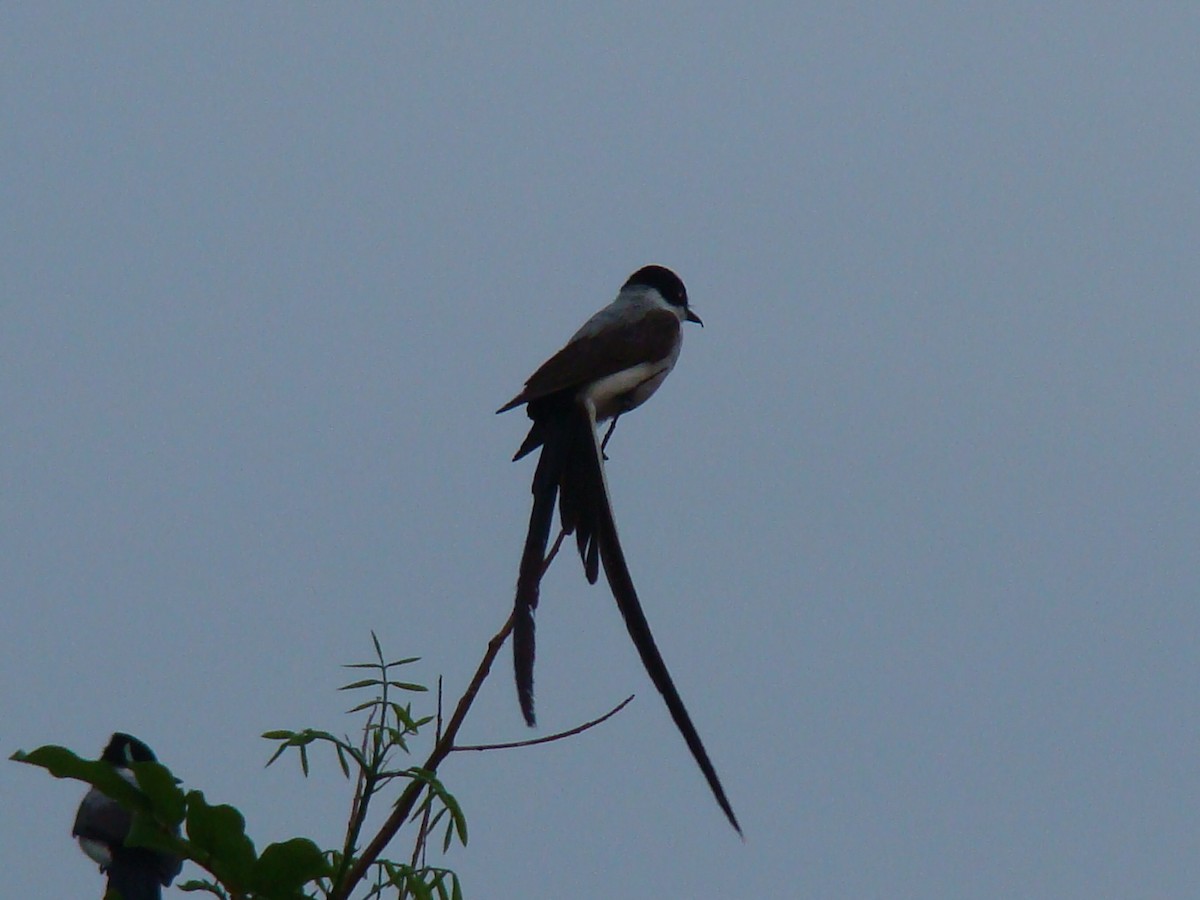 Fork-tailed Flycatcher - ML622050259