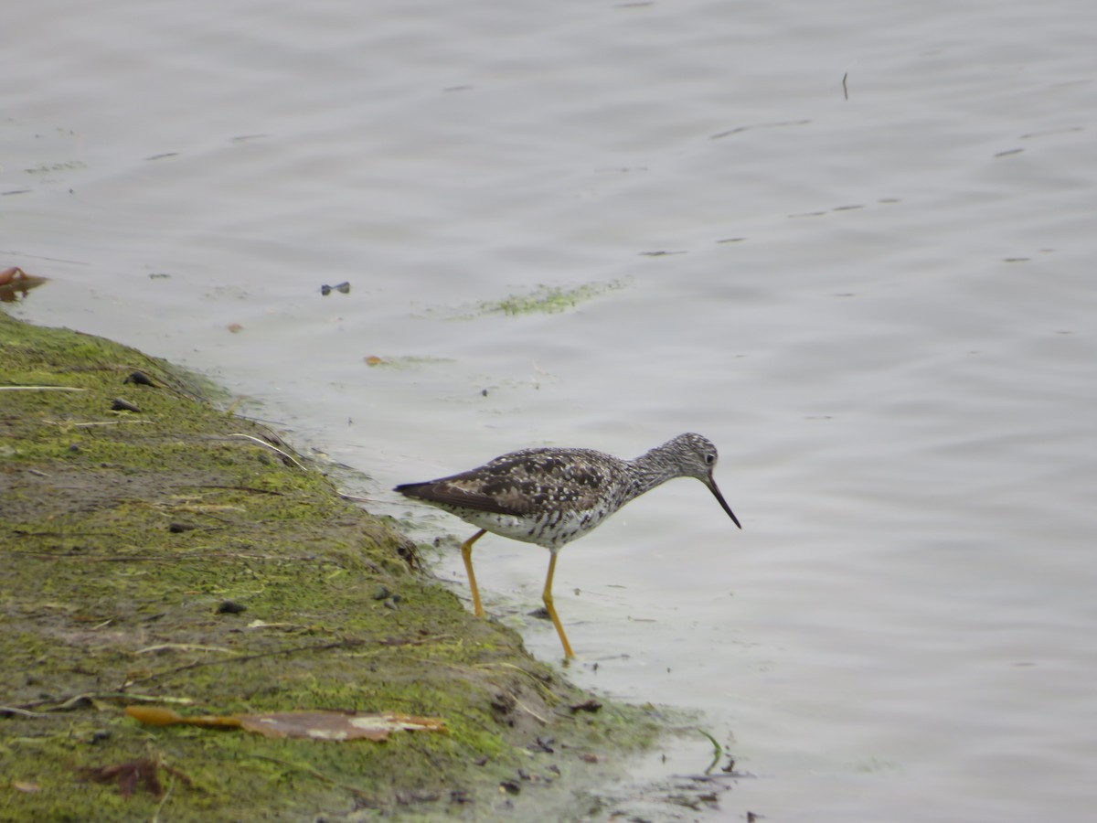 Greater Yellowlegs - ML622050260