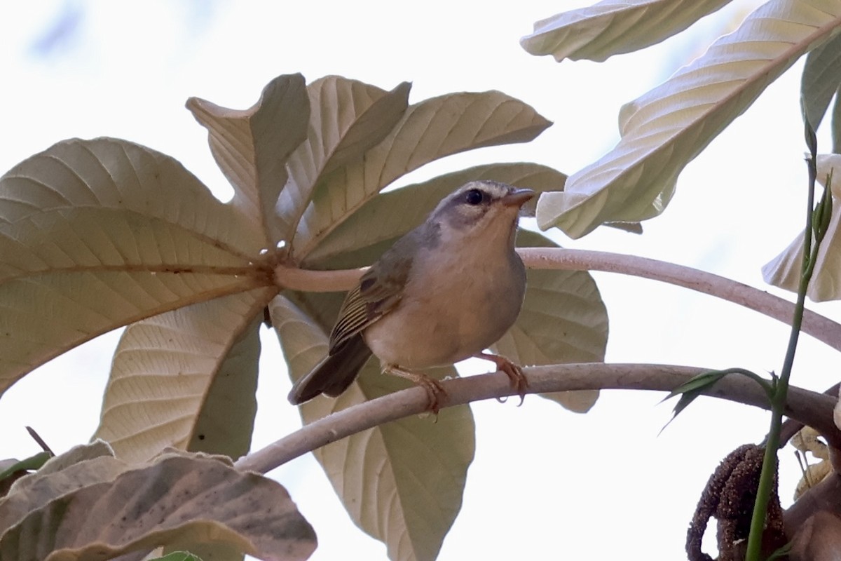 Golden-crowned Warbler - ML622050261