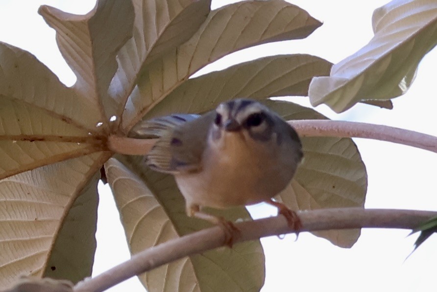 Golden-crowned Warbler - ML622050262