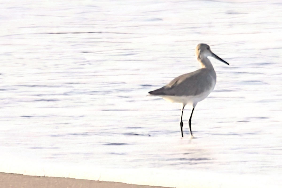 Willet - ML622050265