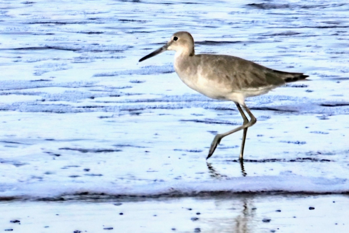 Willet - ML622050266