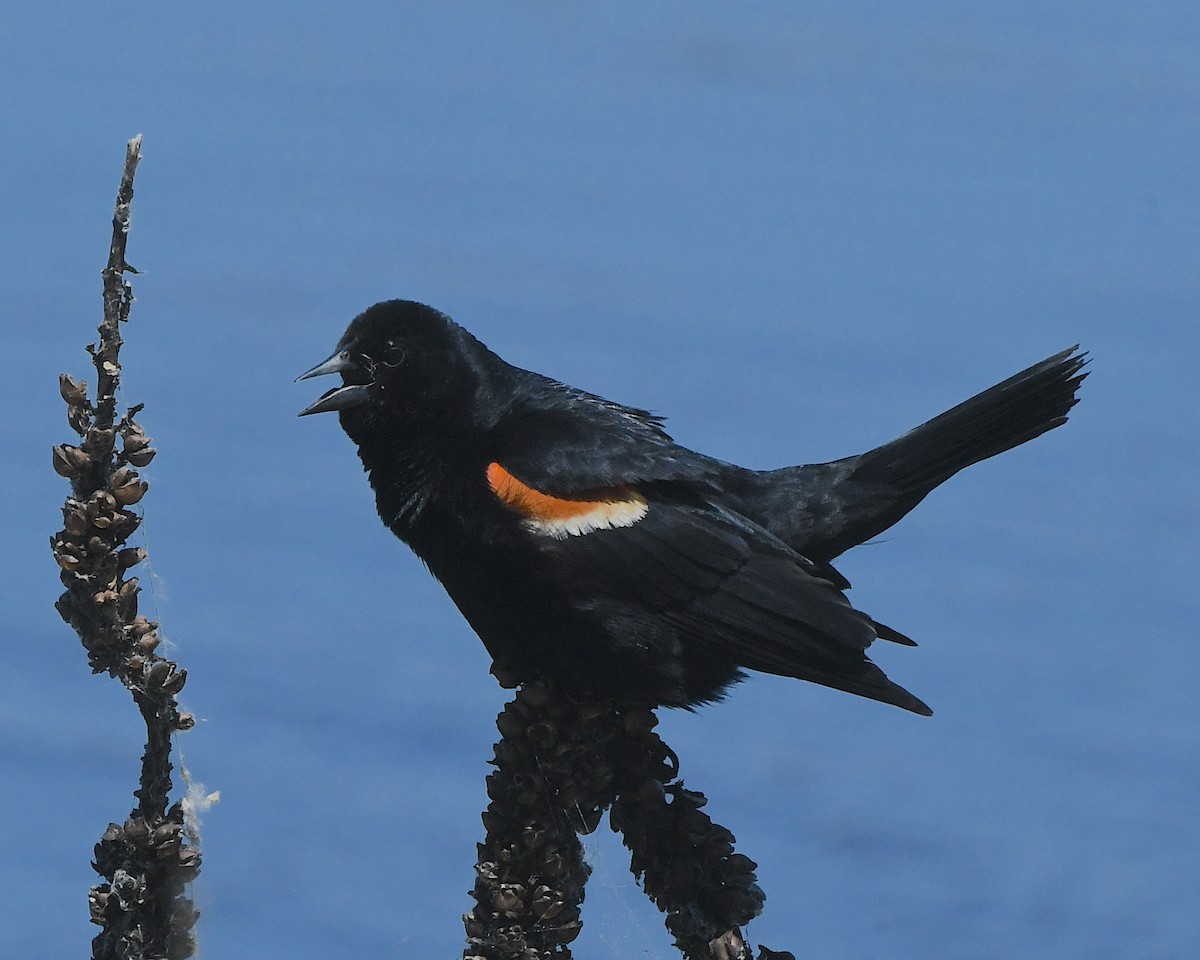 Red-winged Blackbird - Ted Wolff