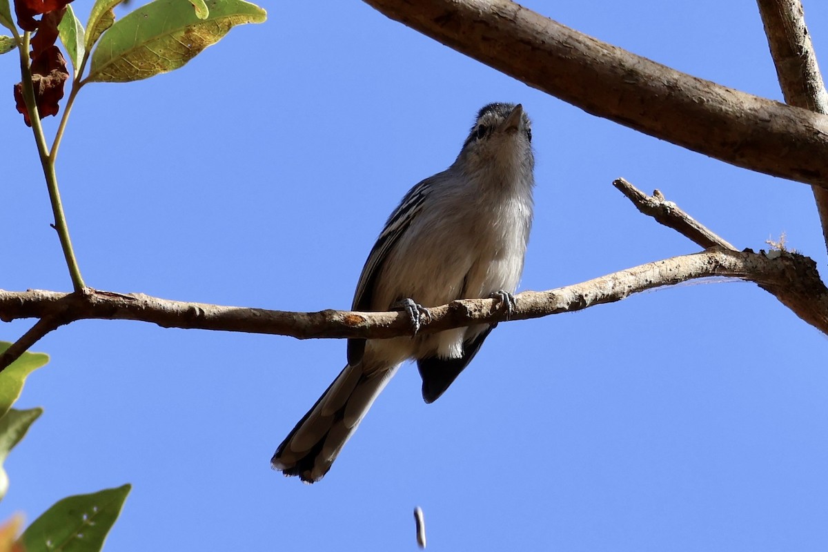 Black-capped Antwren - ML622050268